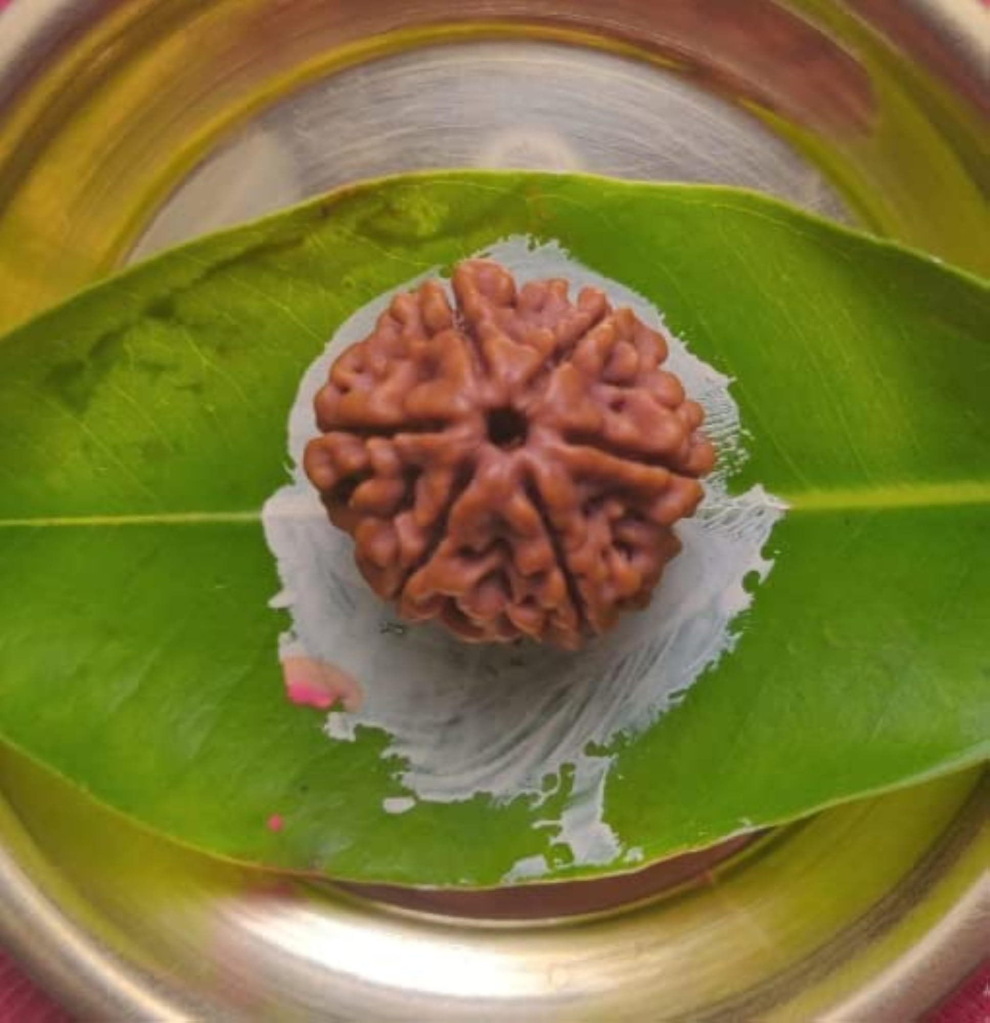 Natural 6 Mukhi Rudraksha Beads with Pendant, Certified